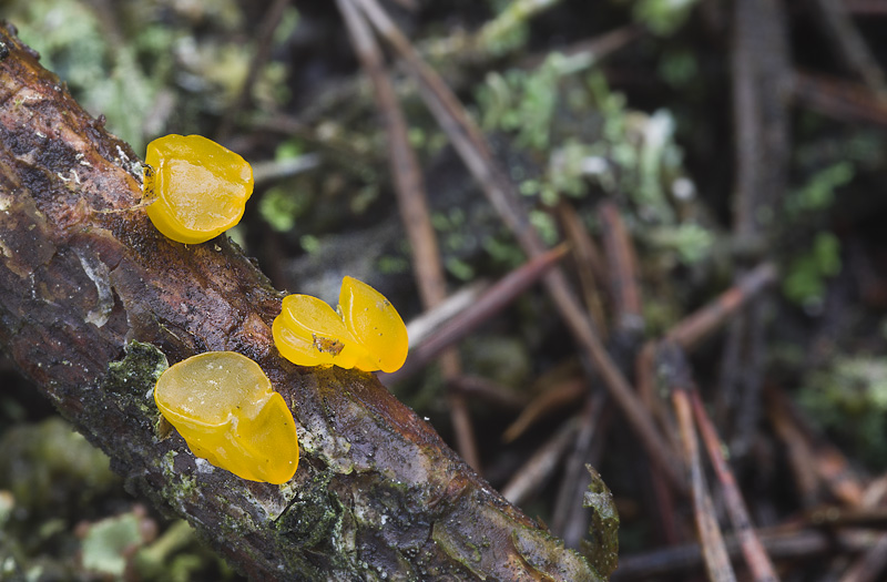 Dacrymyces estonicus